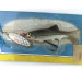  Renosky Lures Baby Swiss Lunker 4, , 25 g błystka obrotowa #13556