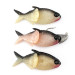 Creme Lure Co Creme Lit'l Fishie 2" Rigged Shad Black Back Pink, Shad Black Back, Pink,  g  #21970