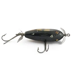 Creek Chub Injured Minnow 