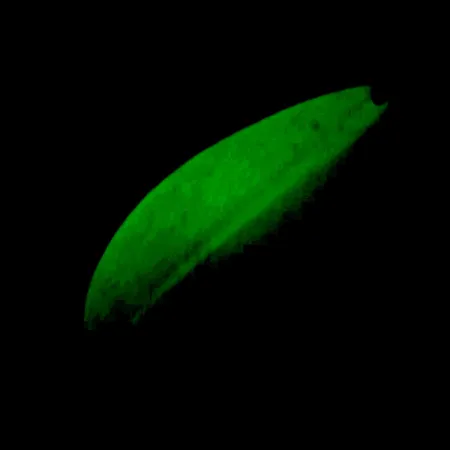 TODDCO Main liner UV (świeci w ultrafiolecie i w ciemności), biały/żółty/nikiel, 21 g błystka wahadłowa #5698